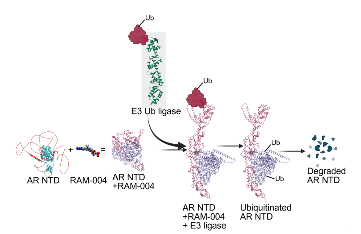 Mechanism of Action of RAM-004: AR NTD, RAM-004, E3 Ub ligase, Ubiquitinated AR NTD, Degraded AR NTD